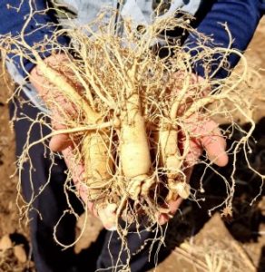 Kim's Red Ginseng 2
